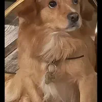 سگ پاپی|حیوانات|اصفهان, بوستان ناژوان|دیوار