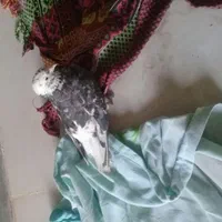 کبوتر نر سور دمسفید کلاهی پرپا