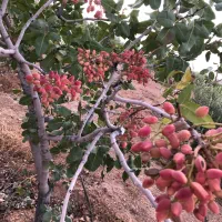 فروش باغشهری|فروش زمین و ملک کلنگی|شیراز, حافظیه|دیوار