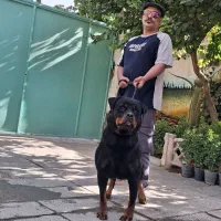 سگ روتوایلر بالغ مولد وارداتی توله چمپیون