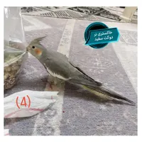 عروس هلندی سخنگو|پرنده|محمدشهر, |دیوار