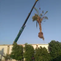 برش نخل رایگان