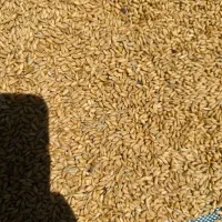 گندم|لوازم جانبی حیوانات|یاسوج, |دیوار