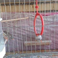 پرنده|پرنده|فردیس, فردیس|دیوار