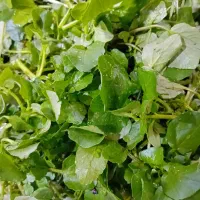 بلو قوطی  تازه فروشی