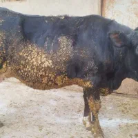 تلیسه صنعتی هلشتاین آبستن سنگین