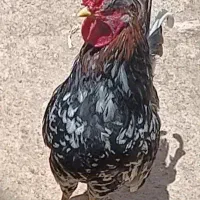 خروس گلین