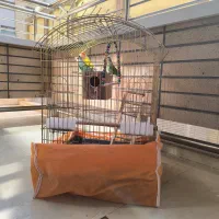 طوطی برزیلی|پرنده|اصفهان, قلعه طبره|دیوار