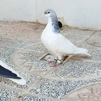 ۳ عدد سیاه پوش