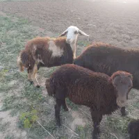 بره ماده پلنگی