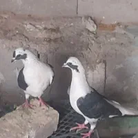 پشتی نرو ماده