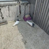 کبوتر کله سبز نر و ماده پاک|پرنده|شیراز, درکی|دیوار