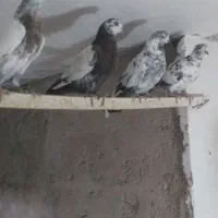 کبوتر پروازی|پرنده|رشت, شهرک قدس|دیوار