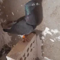 دم سفید و ساتن