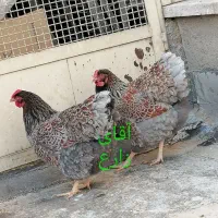 تخم مرغ نطفه دار ویاندوت بلورد از مولدین استثنایی