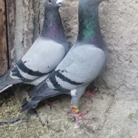 کبوتر کفترپلاکی