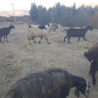 حیوانات مزرعه