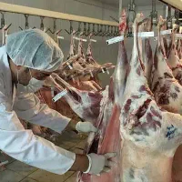 تعاونی زیر فی زیر نظر بازراس دامپزشکی