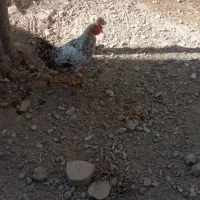 خروس فروشی|حیوانات مزرعه|ماهدشت, |دیوار