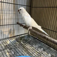 راهب ماده بالغ تن نخورده