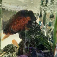 ماهی گوشتخوار (اسکار مسی، بلوآکارا، ردچیک)