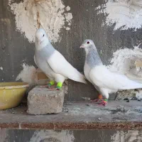 نر خوش رنگ طوقی