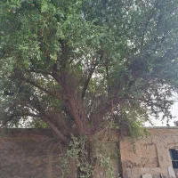 درخت کنار
