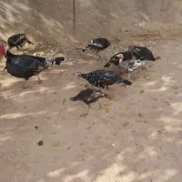 خروس مرغ بوقلمون اردک نر|حیوانات مزرعه|بشاریات, |دیوار