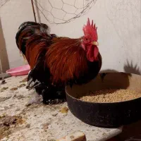 خروس پاپری نژاد دار