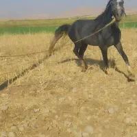 اسب ۳سال نریون|اسب و تجهیزات اسبسواری|ایذه, |دیوار