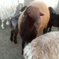 قوچ|حیوانات مزرعه|گرمخان, |دیوار