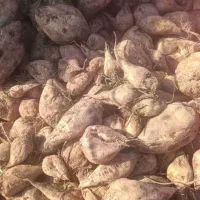 پرس یونجه|خدمات باغبانی و درختکاری|سیاهکل, |دیوار