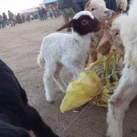 بره شیری ماده ویک نر|حیوانات مزرعه|بجنورد, |دیوار