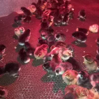 جوجه