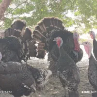 تخم بوقلمون نطفه دار|حیوانات مزرعه|آبپخش, |دیوار