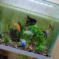 آکواریوم شرکتی شیشه خم شرکتی باتمام وسایل