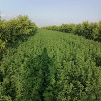 بذر یونجه|خدمات باغبانی و درختکاری|مهاباد (آذربایجان غربی), |دیوار