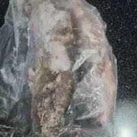 ماهی قزل آلا رودخانه ای منجمد رایگان