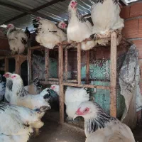 تخم مرغ نطفه دار برهما رنگ لایت