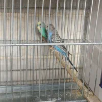 فنچ بنگالی و مرغ عشق هفت عدد فنچ زبرا|پرنده|اسلامشهر, شهرک امام حسین (میان آباد)|دیوار