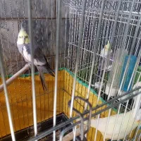 عروس هلندی دو جفت