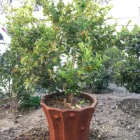 درختچه یاس هلندی