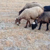 میش‌بره‌دار