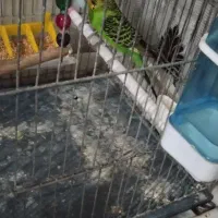 دو جفت مرغ عشق مولد تخم گذار