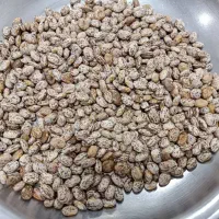 فروش لوبیا چیتی ارتشی