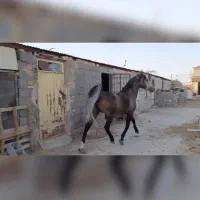 نریان سردم گیر