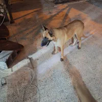 واگذاری مالینویز ماده