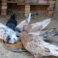 تعدادی کبوتر قنار