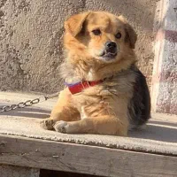 دو سگ پاکوتاه