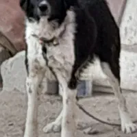 سگ گله|سگ|داران, |دیوار